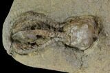Plate of Five Jimbacrinus Crinoid Fossils - Australia #129404-4